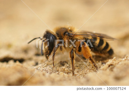 Closeup on a female Yellow-legged Mining Bee, Andrena flavipes, sitting on the ground 100007524