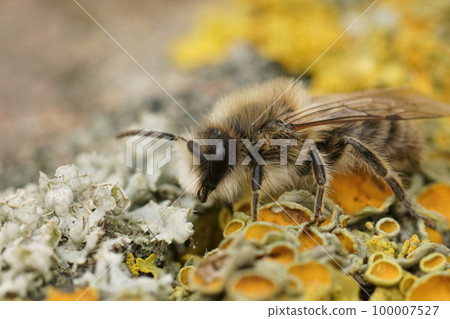 Closeup of a male vernal colletes or spring mining bee , Colletes cunicularius sitting on wood Closeup of a male vernal colletes or spring mining bee , Colletes cunicularius sitting on wood 100007527