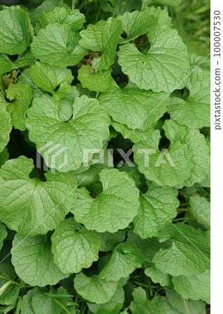 Vertical closeup on fresh green leafs of garlic mustard, Alliaria petiolata Vertical closeup on fresh green leafs of garlic mustard, Alliaria petiolata 100007530