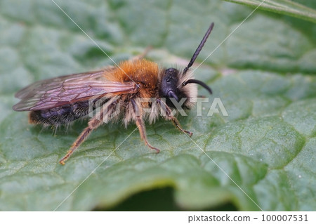 Closeup on a hairy male White-bellied mining bee, Andrena gravida, sitting on a green leaf 100007531
