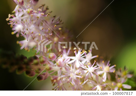 A close-up macro shot of the flower spikes of Tsurubo, which blooms with many fine pink small flowers. A close-up macro shot of the flower spikes of Tsurubo, which blooms with many fine pink small flowers. 100007817