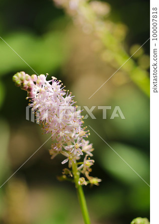 A close-up macro shot of the flower spikes of Tsurubo, which blooms with many fine pink small flowers. A close-up macro shot of the flower spikes of Tsurubo, which blooms with many fine pink small flowers. 100007818