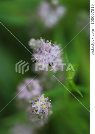 A close-up macro shot of the flower spikes of Tsurubo, which blooms with many fine pink small flowers, from the top. 100007819