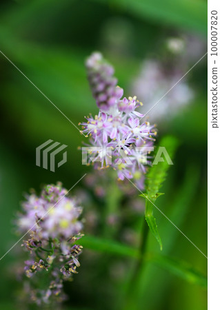 A close-up and macro shot of the flower spikes of Tsurubo, which blooms with many fine pink small flowers, from diagonally above. 100007820
