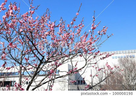 Red plum blossoms in Ishigaya Park (Akashi City, Hyogo Prefecture) Red plum blossoms in Ishigaya Park (Akashi City, Hyogo Prefecture) 100008198