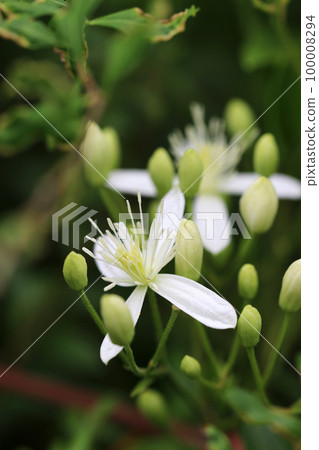 A macro close-up shot of the white flowers and buds of the garrison so that they stand out against the dark background. A macro close-up shot of the white flowers and buds of the garrison so that they stand out against the dark background. 100008294