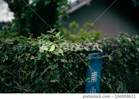 榕樹堆積在牆上 榕樹堆積在牆上 100008611