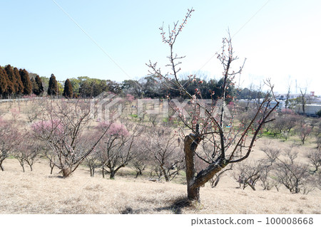 明石服務區旁石谷公園內的梅園（兵庫縣明石市） 100008668