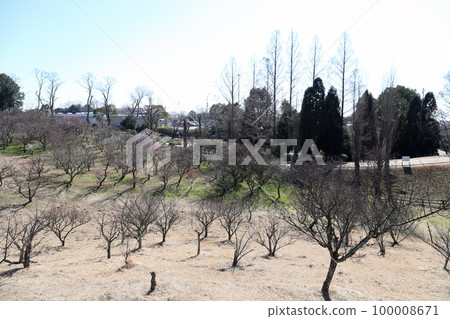 Plum garden in Ishigaya Park next to Akashi Service Area (Akashi City, Hyogo Prefecture) 100008671