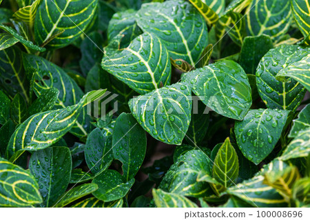 Wet green leaves of Sanchezia speciosa, natural tropical background Wet green leaves of Sanchezia speciosa, natural tropical background 100008696