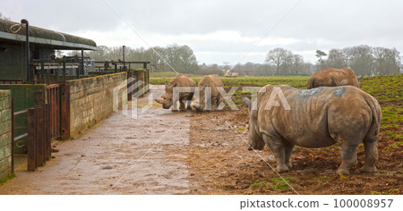 Southern White Rhino in a wet setting 100008957