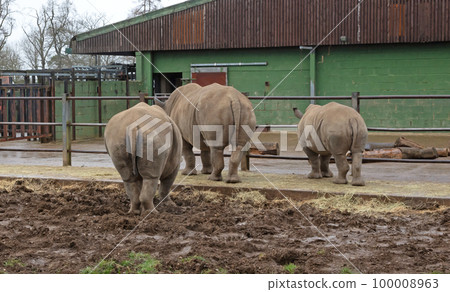 Southern White Rhino in a wet setting 100008963