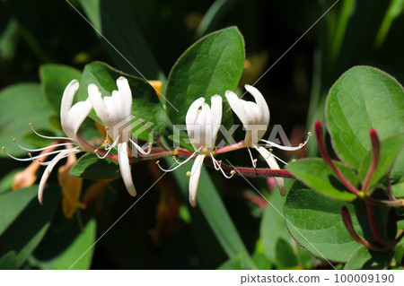 Two white, yellow, and pink elongated honeysuckle flowers (close-up macro photography of the flowers) Two white, yellow, and pink elongated honeysuckle flowers (close-up macro photography of the flowers) 100009190
