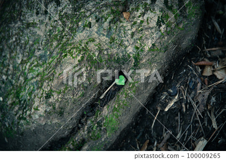 Heart-shaped leaves that grow to be protected by tree roots 100009265
