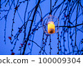夜李子 100009304