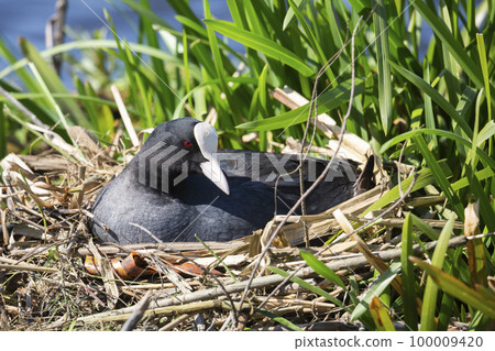 Eurasian coot (Fulica atra) on her nest (Baarn, the Netherlands) 100009420