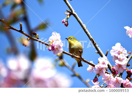 White-eye and cherry 100009553