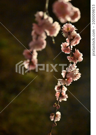 櫻花在晚上 100009653