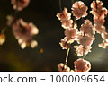 櫻花在晚上 100009654