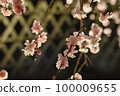 櫻花在晚上 100009655