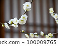 梅花 100009765