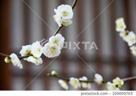 梅花 梅花 100009765