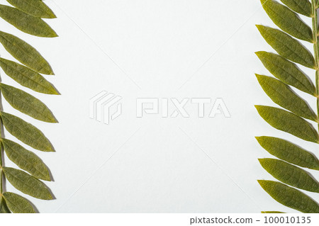 Micro photo of dried Jacaranda mimosifolia leaf on white background. Fern plant Micro photo of dried Jacaranda mimosifolia leaf on white background. Fern plant 100010135