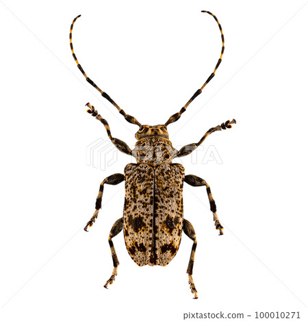 Flat-faced longhorned beetle Flat-faced longhorned beetle 100010271