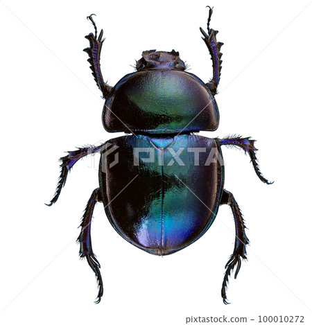 Scarab beetles isolated Scarab beetles isolated 100010272
