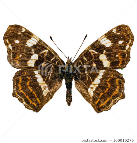 Map butterfly (Araschnia levana) 100010276