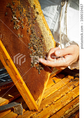 Apiarist 100010487