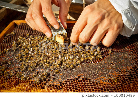 Beekeeper 100010489