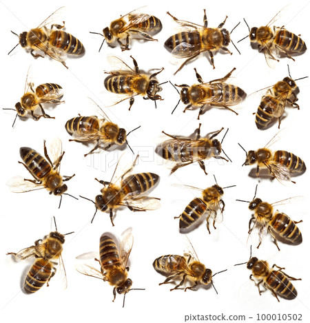 Bees collection 100010502