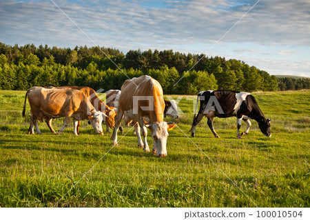 Herd of cows Herd of cows 100010504