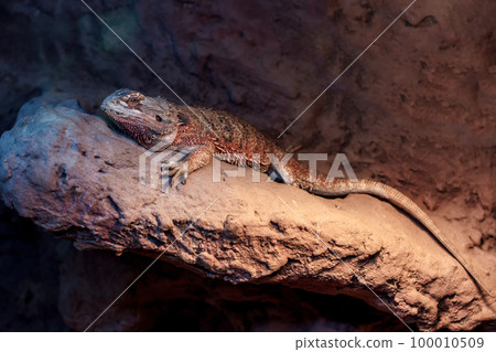 Bearded dragon 100010509