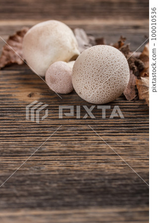 Common puffball 100010536