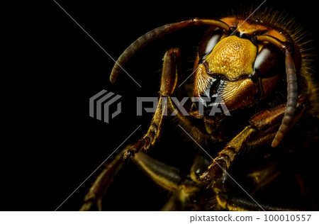 Hornet head 100010557