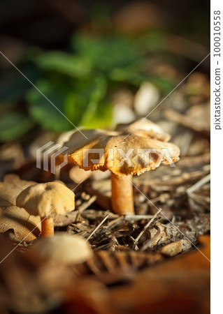 Mushrooms 100010558