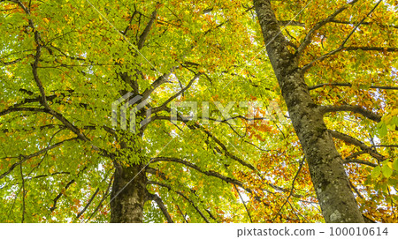 Autumn Mixed Forest, Oberammergau, Germany Autumn Mixed Forest, Oberammergau, Germany 100010614
