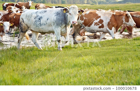 cows 100010678