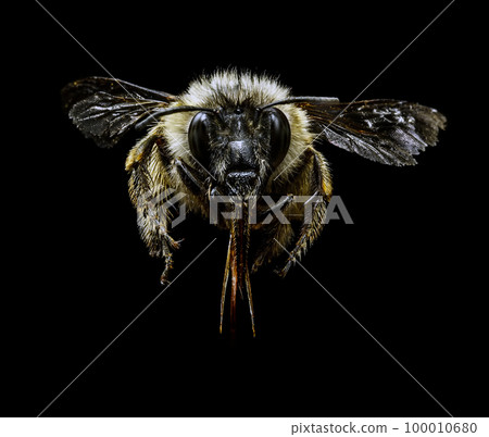 Bumblebee 100010680