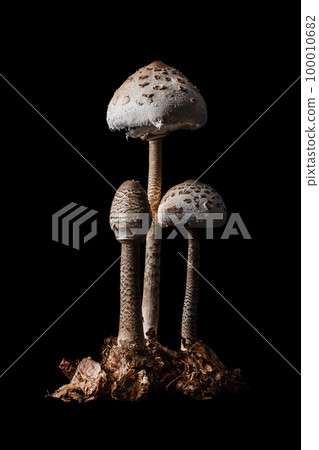 Parasol mushroom Parasol mushroom 100010682