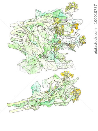 春天油菜花 100010787