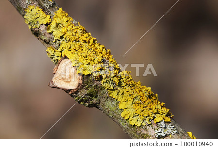Xanthoria wall lichen growing in the forest on a tree 100010940