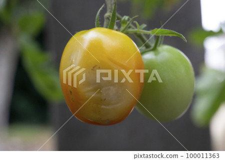 Rotten cherry tomatoes Rotten cherry tomatoes 100011363