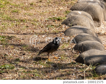芥末之星 芥末之星 100011575