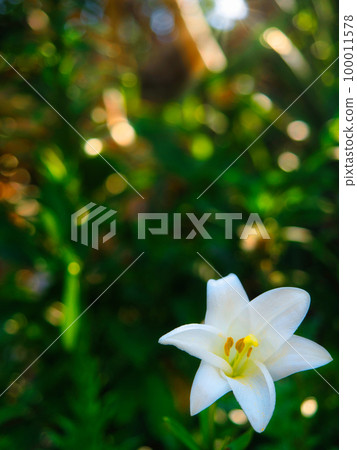 沖繩縣恩納村前田岬的百合花盛開 沖繩縣恩納村前田岬的百合花盛開 100011578