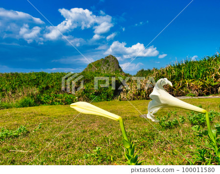 沖繩縣恩納村前田岬的百合花盛開 沖繩縣恩納村前田岬的百合花盛開 100011580
