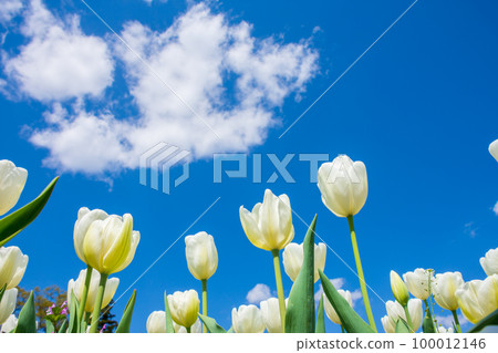 White tulip and blue sky White tulip and blue sky 100012146