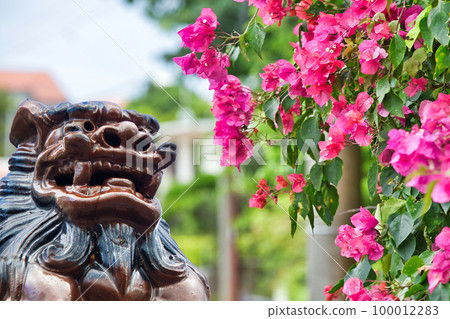 Seasa和九重葛 100012283